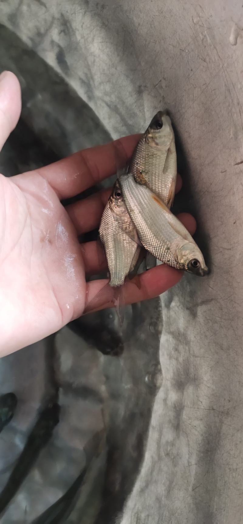 巴西雕鱼苗，渔场直销，长期供应大小规格苗，欢迎定购