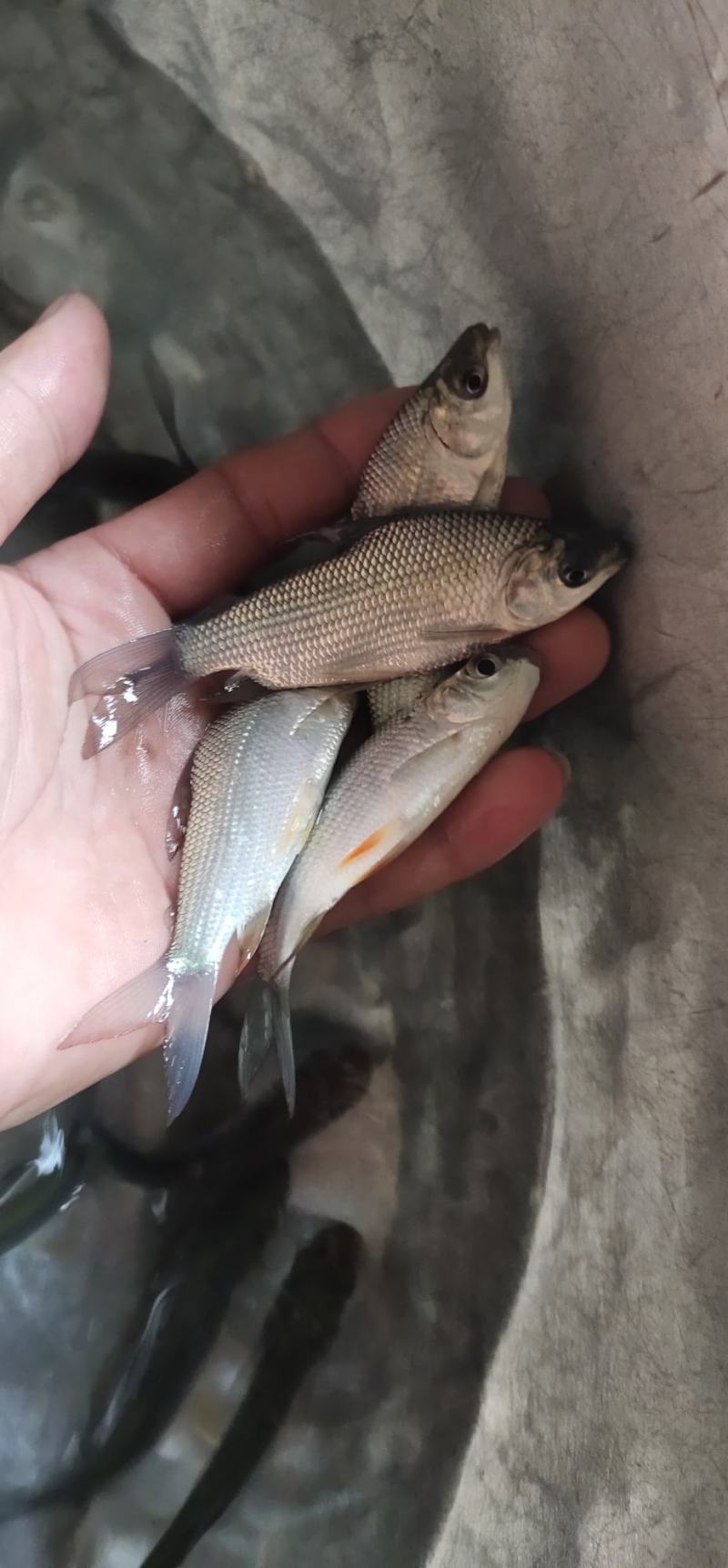 巴西雕鱼苗，渔场直销，长期供应大小规格苗，欢迎定购