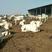 优质夏洛莱牛免费提供养殖技术买10头送2头包回收