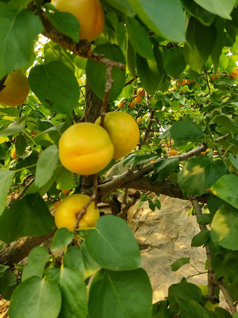 夏县果蔬种植专业合作社