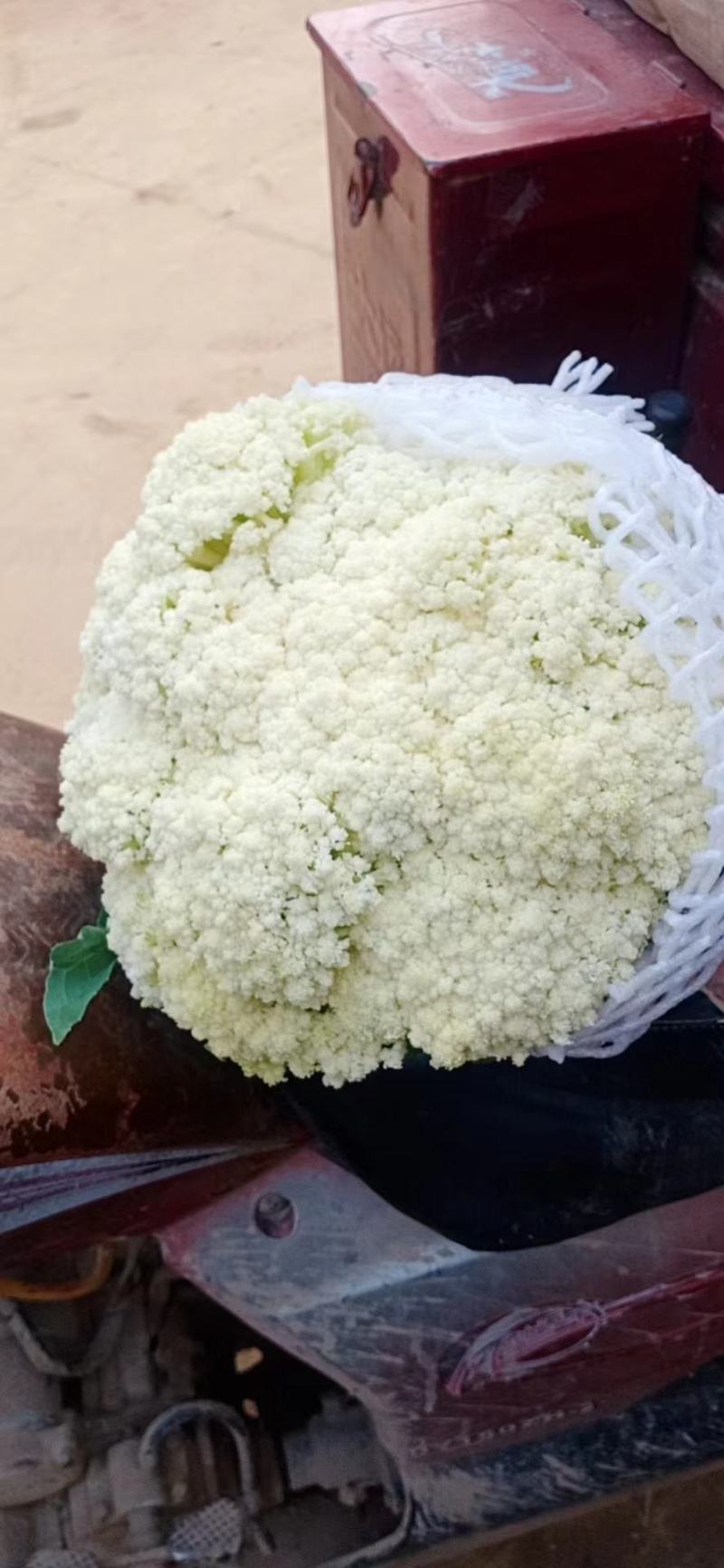 河北精品菜花，有机花，产地直供，一手货源，直供商超
