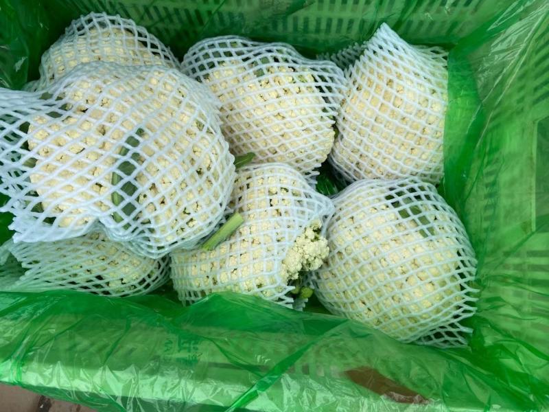 河北精品菜花，有机花，产地直供，一手货源，直供商超
