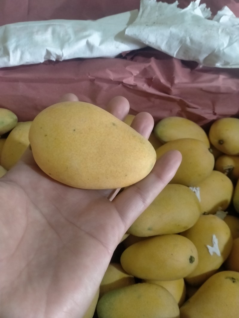 小台芒果。价格美丽。欢迎新老客户在一亩田联系我。