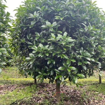 桂花