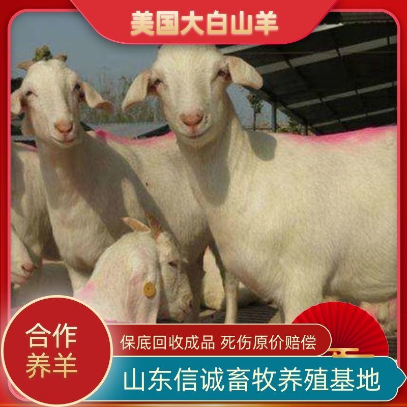 黑山羊小羊活苗努比亚种公羊种母羊活羊纯种怀孕母羊大耳羊养