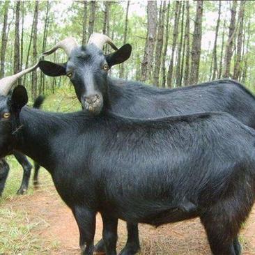 黑山羊小羊活苗努比亚种公羊种母羊活羊纯种怀孕母羊大耳羊养