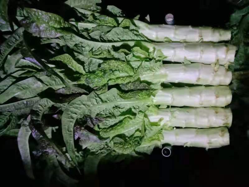 莴笋山东红尖叶莴笋大量有货现加工现发货保证质量新鲜