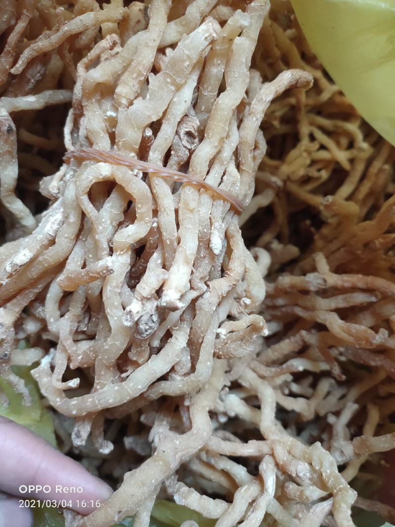 玉竹