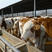 西门塔尔牛养殖基地直发包回收技术指导全国免费运输