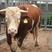 山东肉牛品种齐全包成活技术指导全国免费运输买10送2