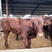 山东肉牛品种齐全包成活技术指导全国免费运输买10送2