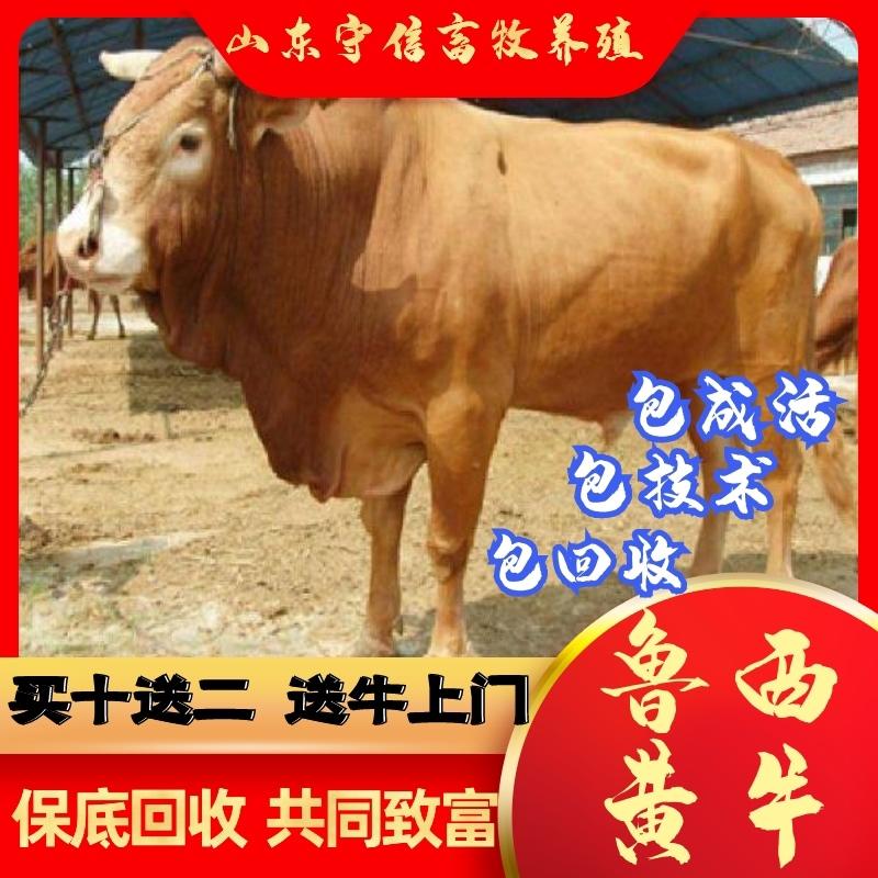 山东肉牛品种齐全包成活技术指导全国免费运输买10送2