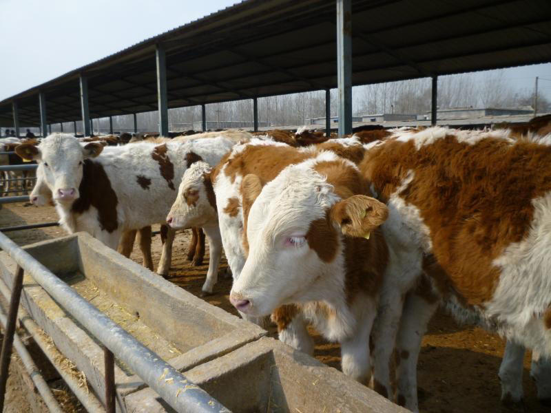 西门塔尔母牛活体免费提供养殖技术基地直发一胎3-4只
