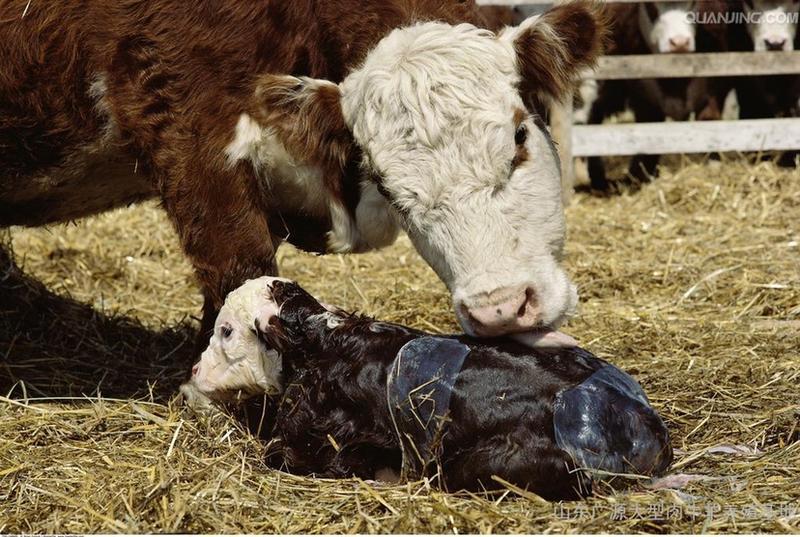 西门塔尔母牛活体免费提供养殖技术基地直发一胎3-4只