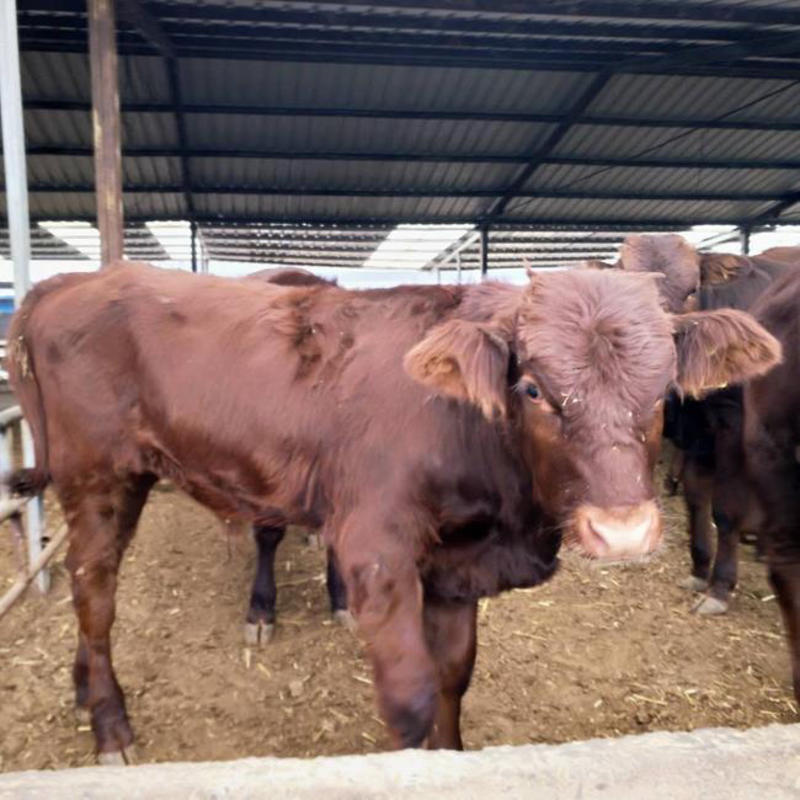 山东牛犊基地包成活养殖技术免费指导全国免费运输