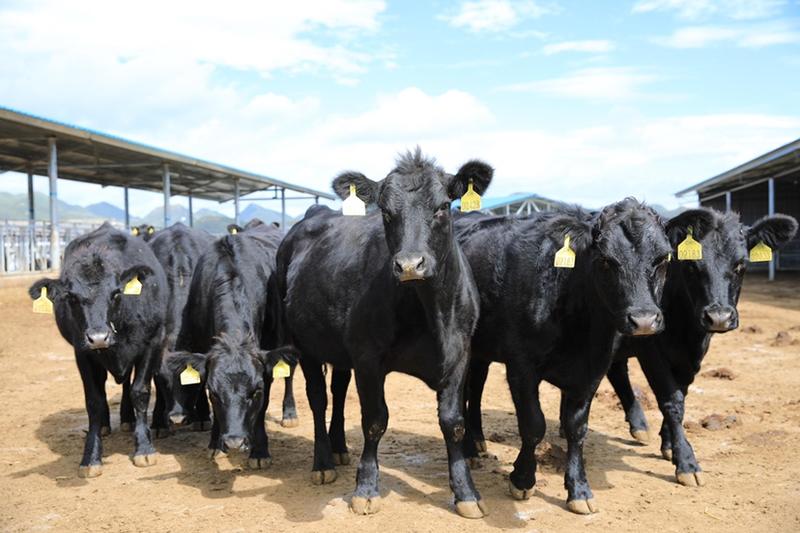 山东牛犊基地包成活养殖技术免费指导全国免费运输