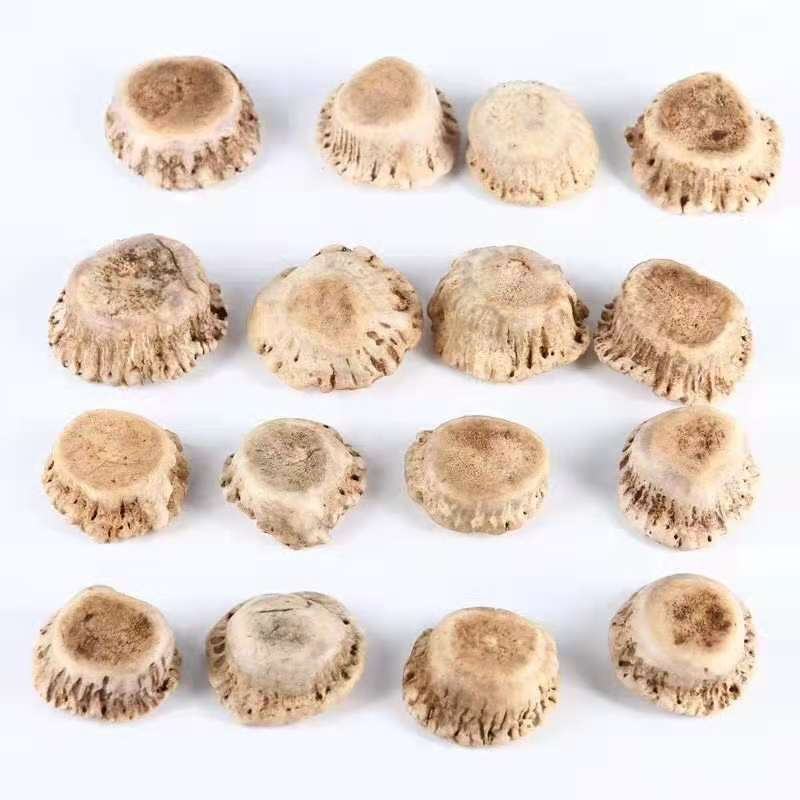 鹿角帽粉纯正鹿托盘粉梅花鹿托盘粉吉林鹿角帽粉