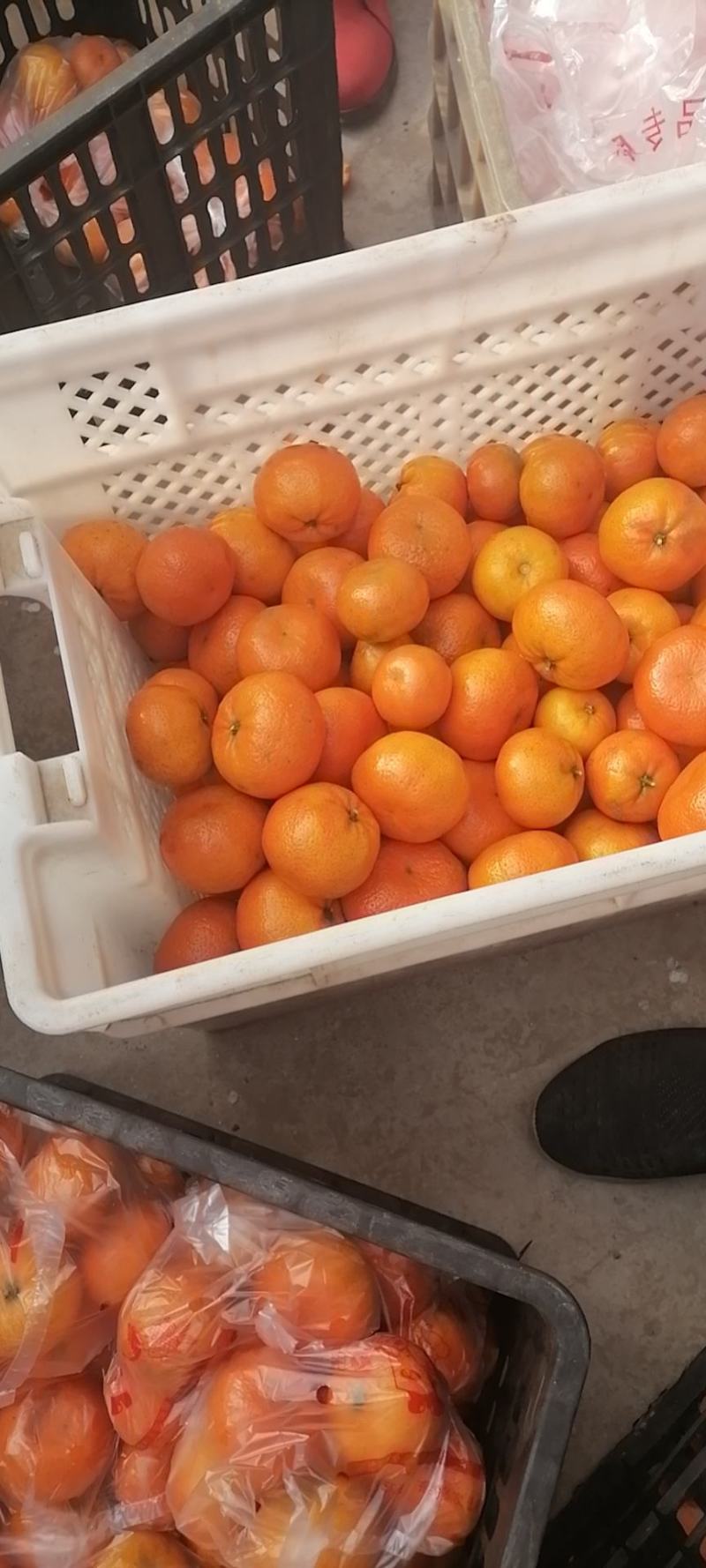 优质默科特