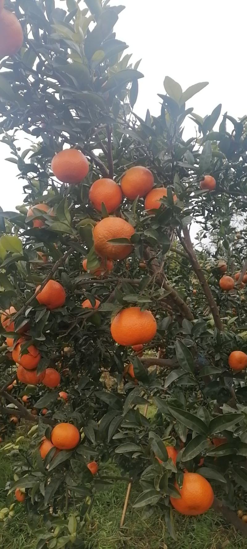 优质默科特