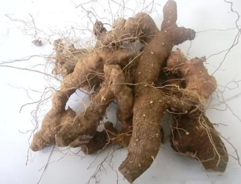 火头根，黄姜，干片，干净芜杂