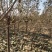 河北君林苗木种植基地2-10公分大樱桃树