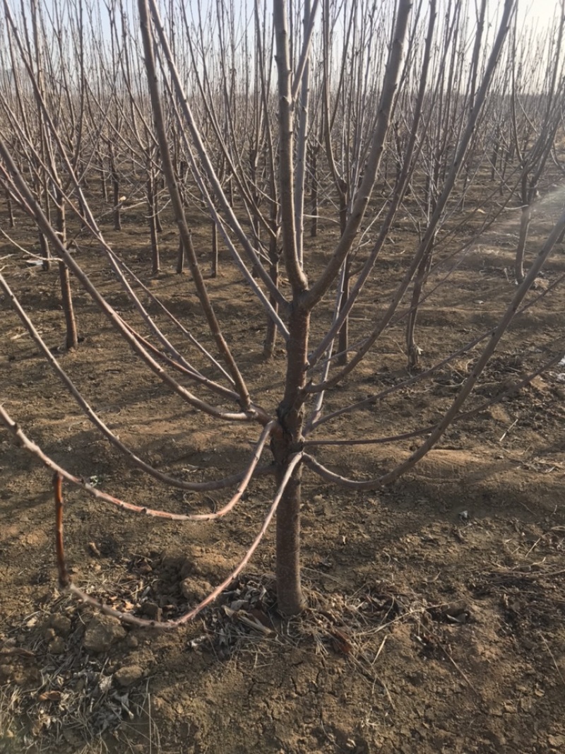 河北君林苗木种植基地2-10公分大樱桃树