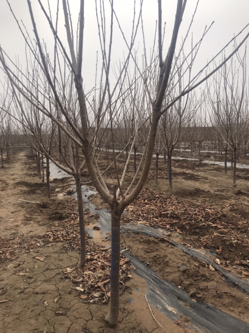 河北君林苗木种植基地2-10公分大樱桃树