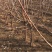 河北君林苗木种植基地2-10公分大樱桃树