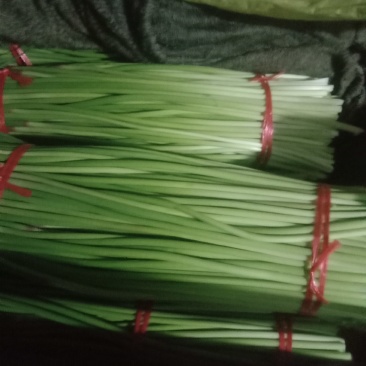 精选优质红帽蒜苔，白帽蒜苔,产地直发，货源充足,代发全国