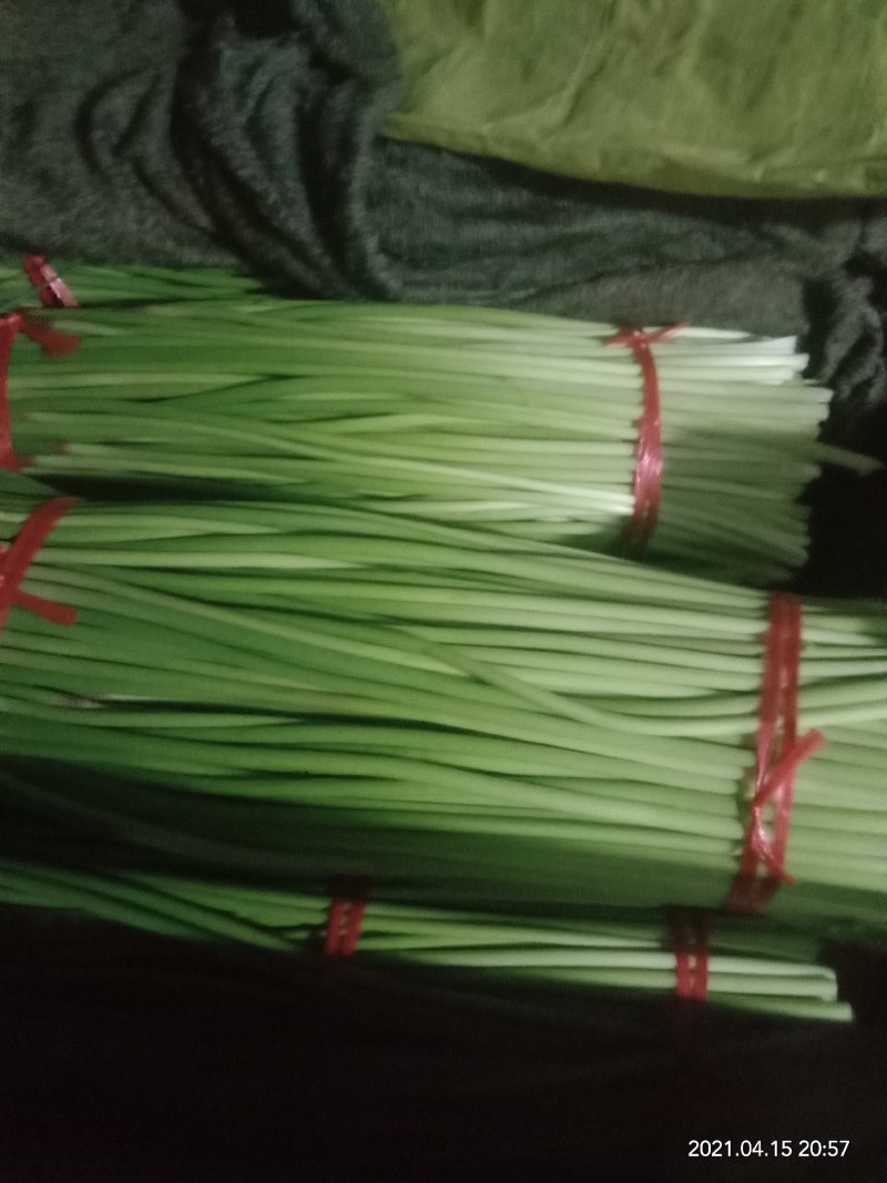 精选优质红帽蒜苔，白帽蒜苔,产地直发，货源充足,代发全国