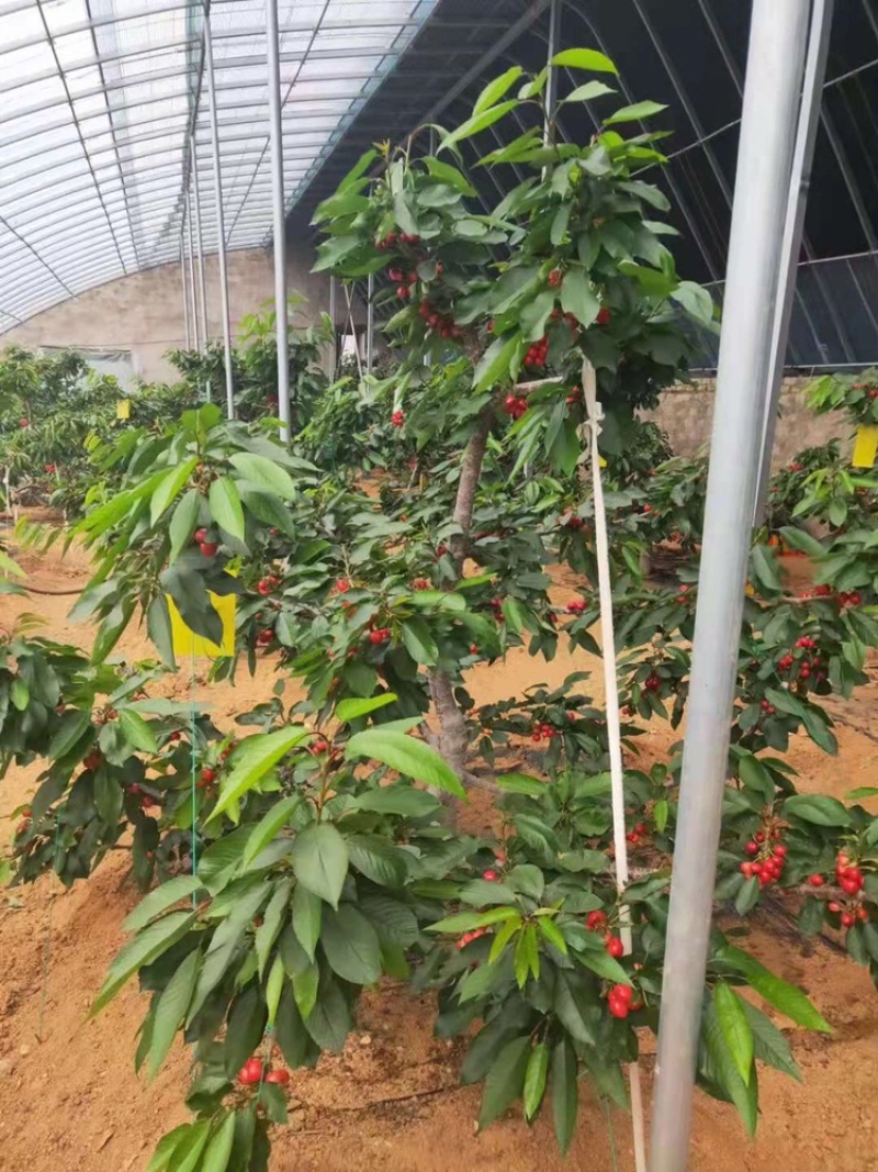 河北君林苗木种植基地2-10公分大樱桃树