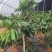河北君林苗木种植基地2-10公分大樱桃树