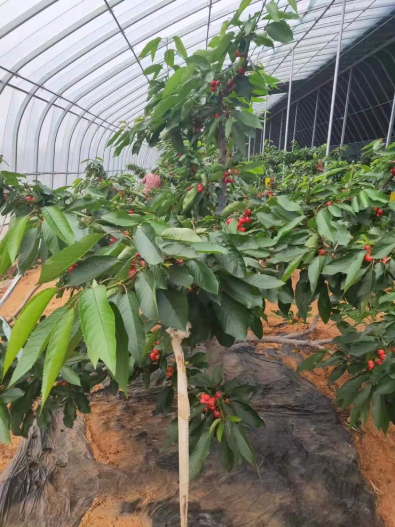 河北君林苗木种植基地2-10公分大樱桃树