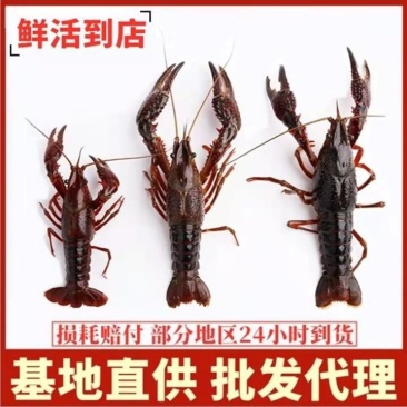 【热销】微山湖精品小龙虾规格全常年供货