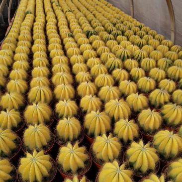 福建漳州仙人球，自家货源，专业随机组合11色88装球拼