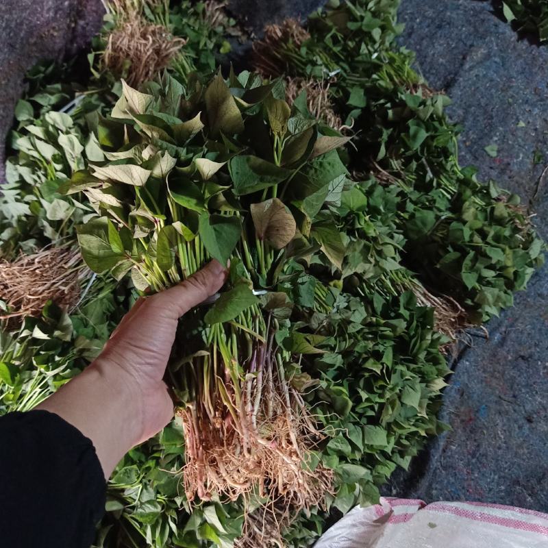商薯19红薯苗，