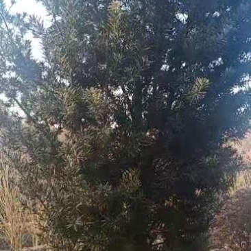 罗汉松毛胚树造型树胚