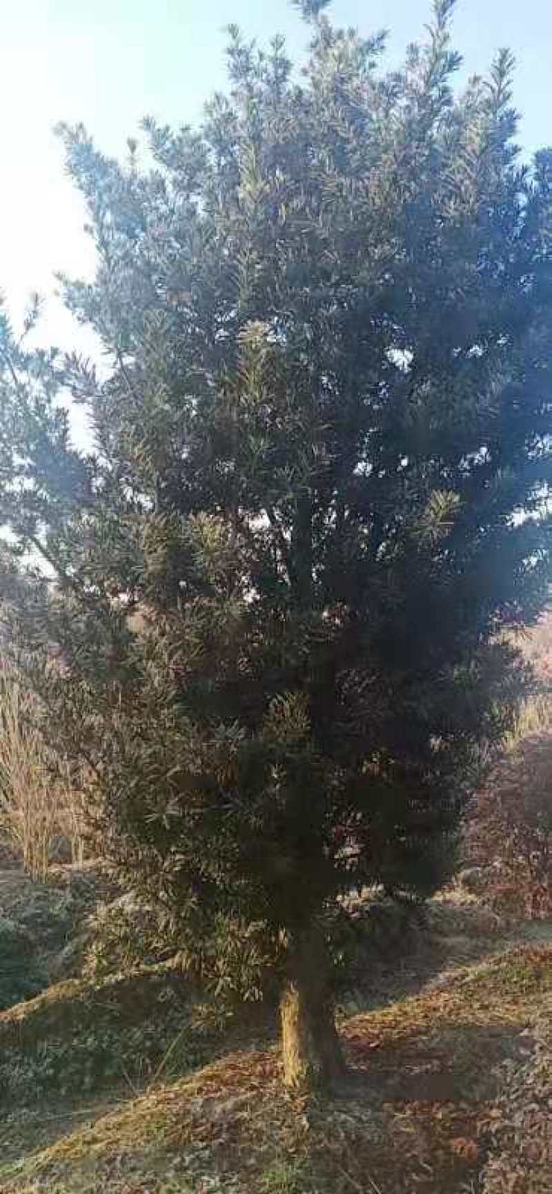 罗汉松毛胚树造型树胚
