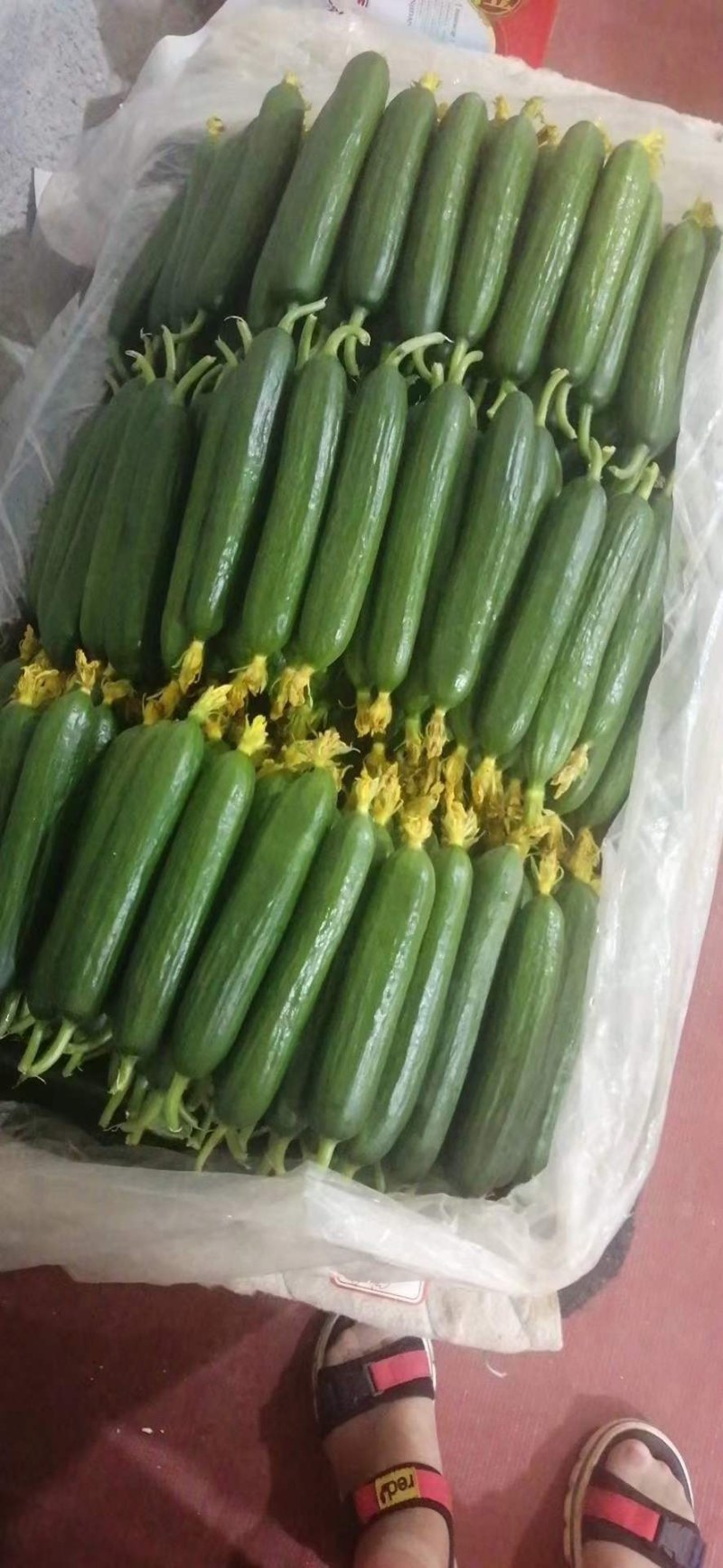 自己家种植的水果黄瓜脆甜现摘现发货全国包邮京东快递
