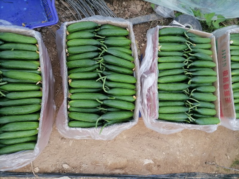 自己家种植的水果黄瓜脆甜现摘现发货全国包邮京东快递