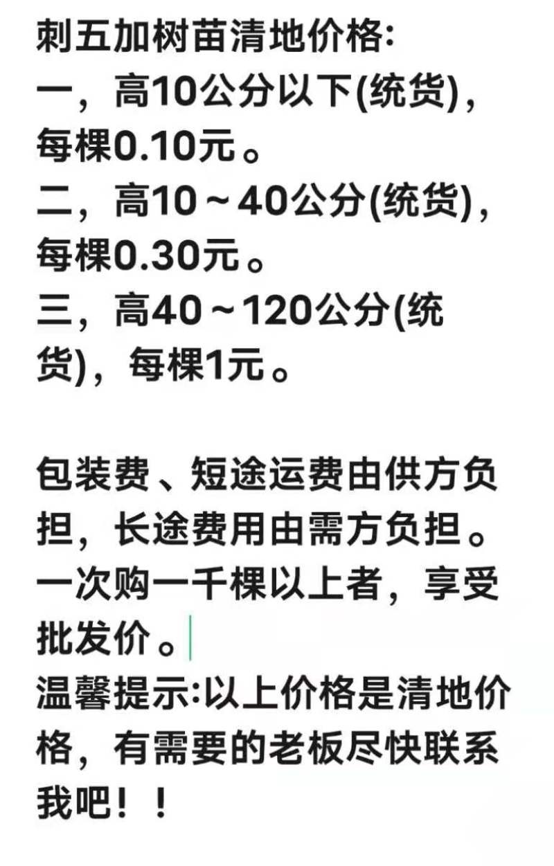 二年生刺五加（刺果棒、短梗五加）苗