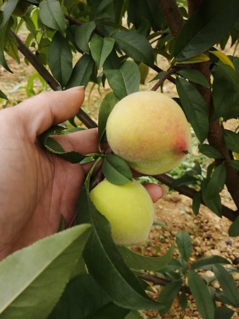 广西黄桃清甜可口肉非常的清脆