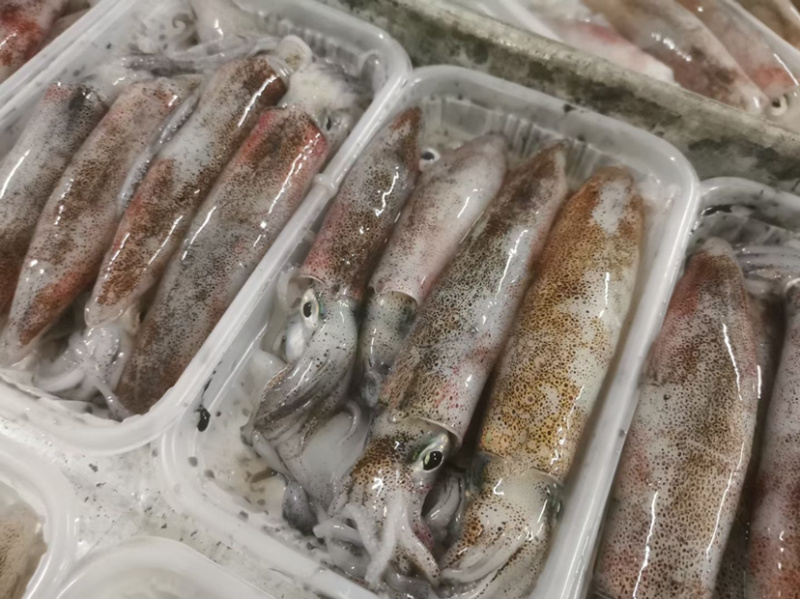 钓鱿鱼活冻鱿鱼北部湾船捕鱿鱼生冻鱿鱼，小管，