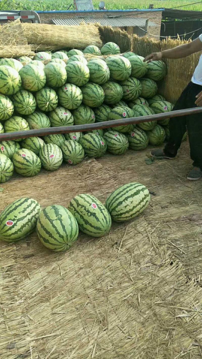 陕甘宁，金城5号金花1号瓜个大，皮毛亮骚产地直发货源