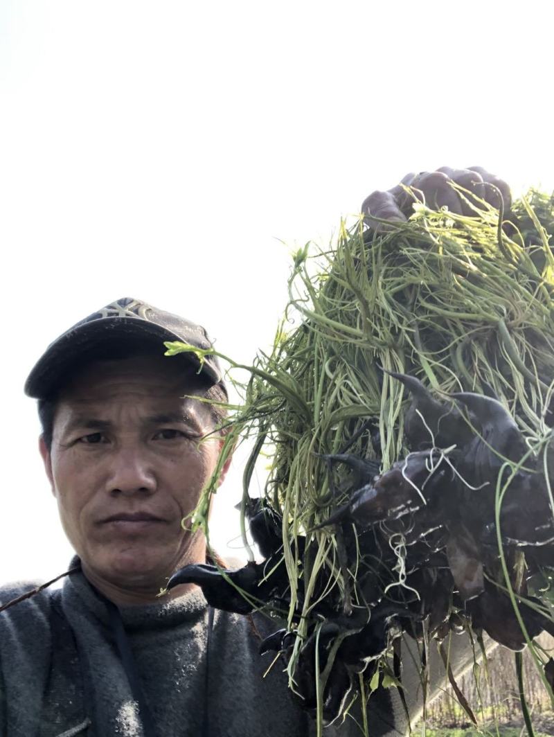 菱角苗