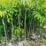 橄榄树苗黑橄榄树苗青橄榄树苗嫁接苗南北方种植包邮