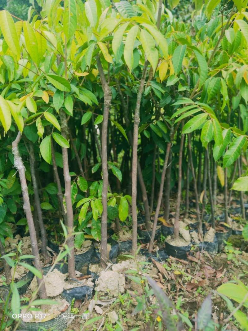 橄榄树苗黑橄榄树苗青橄榄树苗嫁接苗南北方种植包邮
