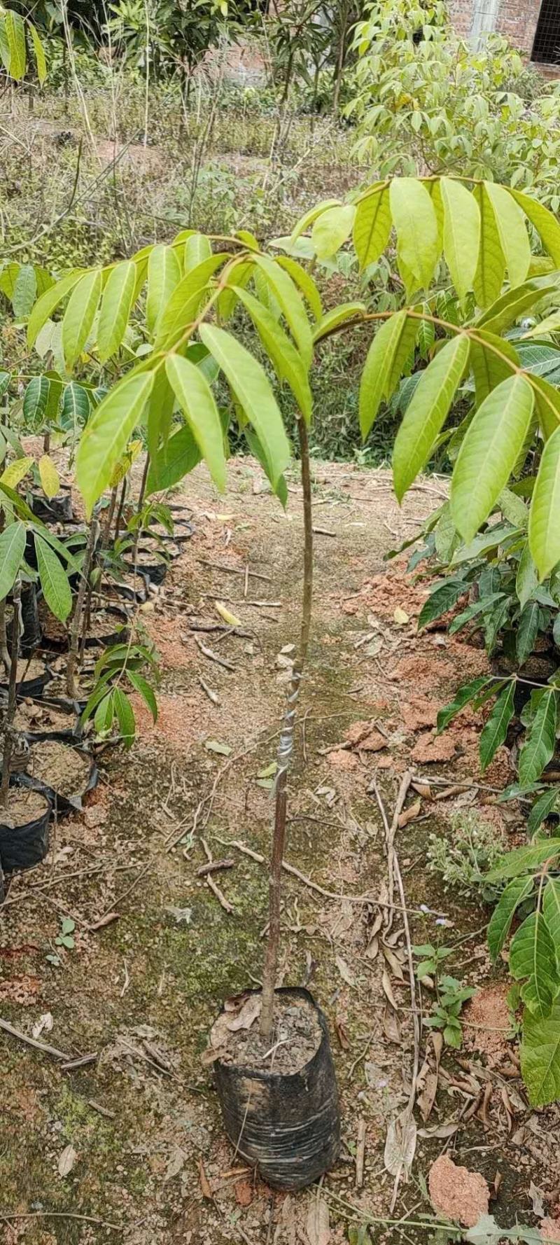 橄榄树苗黑橄榄树苗青橄榄树苗嫁接苗南北方种植包邮