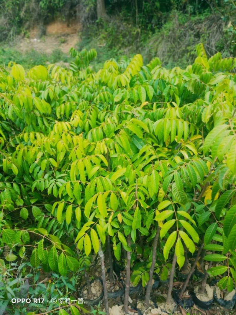 橄榄树苗黑橄榄树苗青橄榄树苗嫁接苗南北方种植包邮