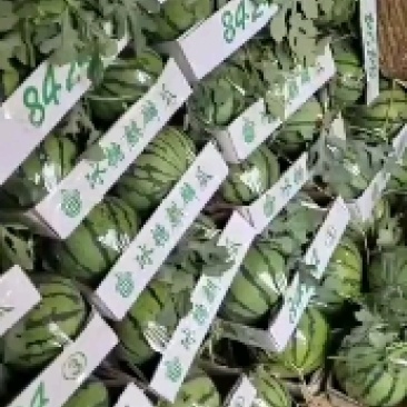 南王店西瓜精品8424西瓜质量有保证欢迎老板前来订购